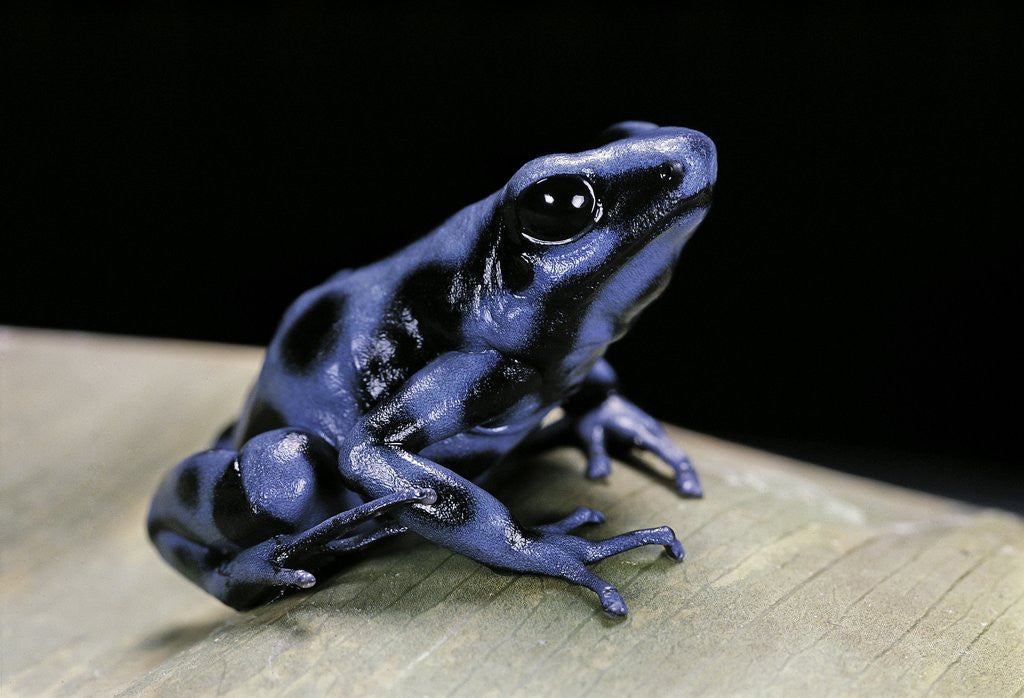 Detail of Dendrobates auratus f. blue (green and black poison dart frog) by Corbis