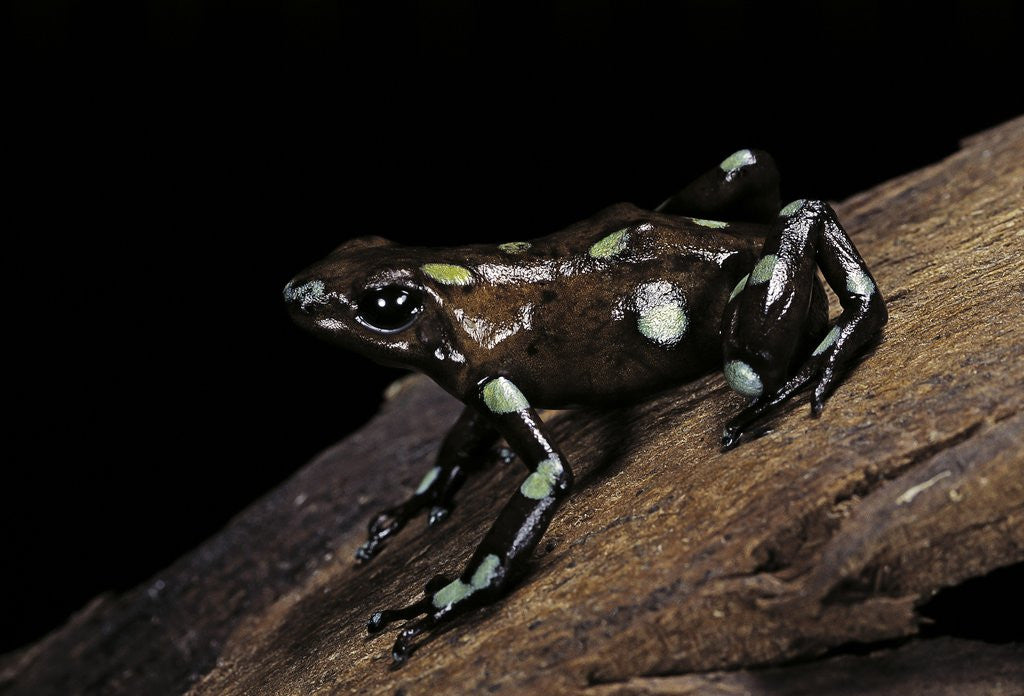 Detail of Dendrobates auratus f. tobago (green and black poison dart frog) by Anonymous