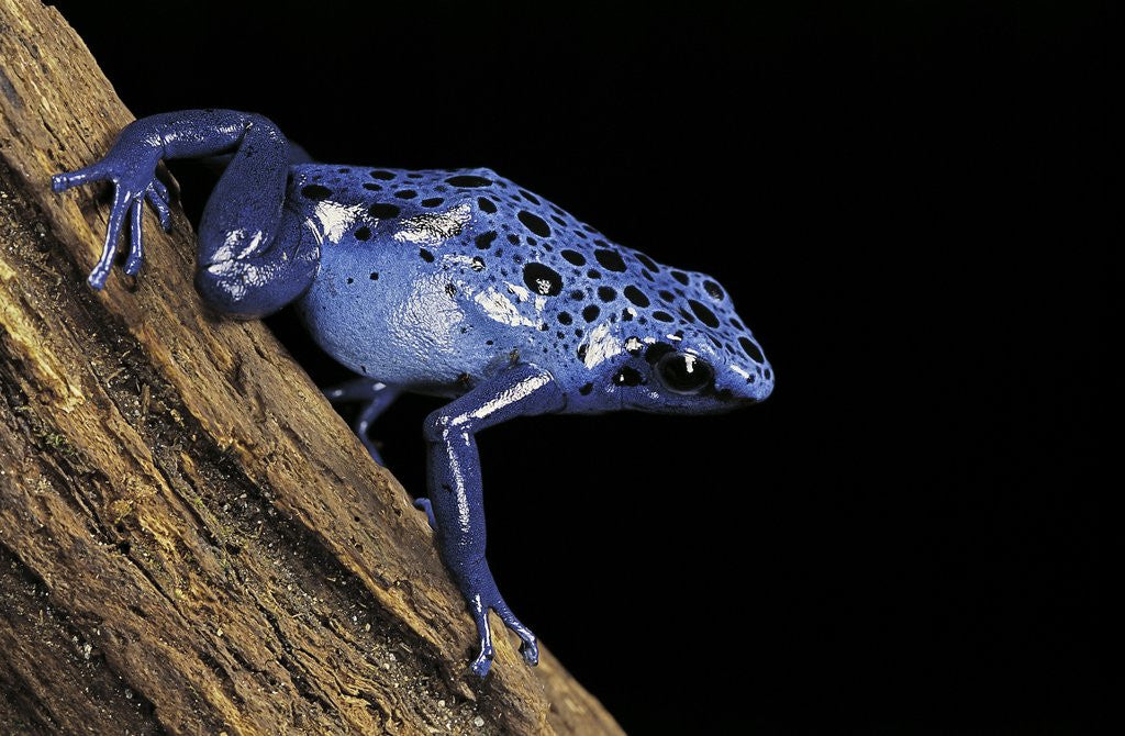 Detail of Dendrobates azureus (blue poison dart frog) by Corbis