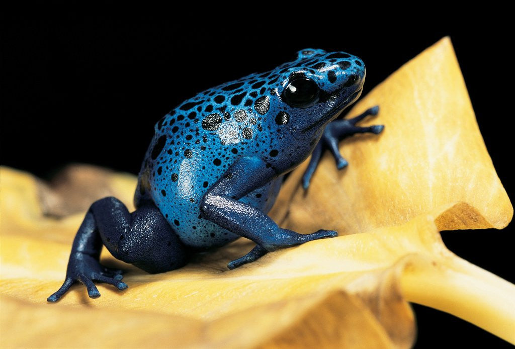 Detail of Dendrobates azureus (blue poison dart frog) by Corbis
