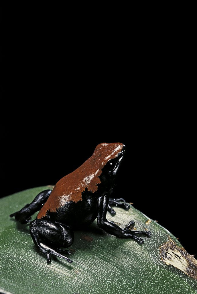 Detail of Adelphobates galactonotus (splash-backed poison frog) by Anonymous