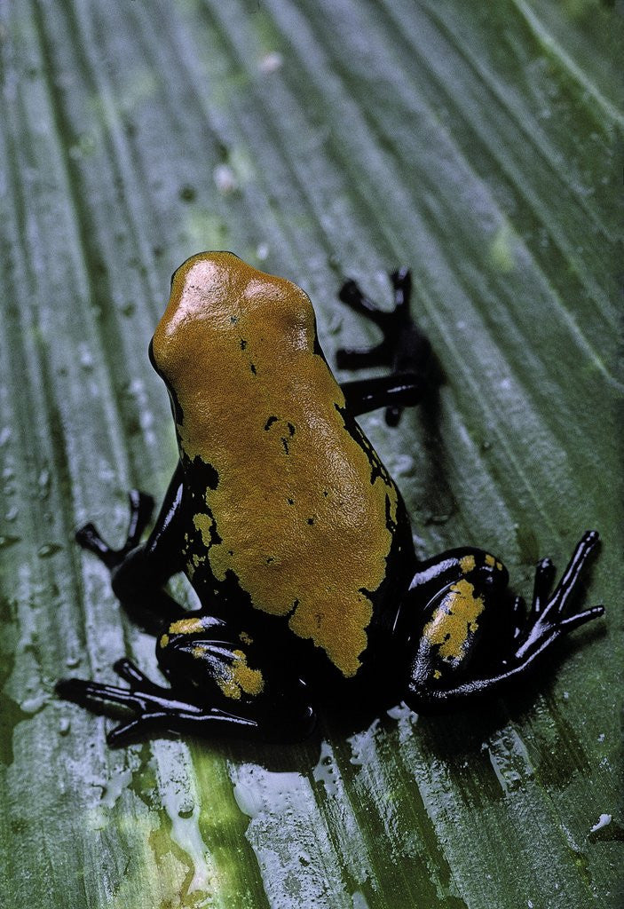 Detail of Adelphobates galactonotus (splash-backed poison frog) by Anonymous