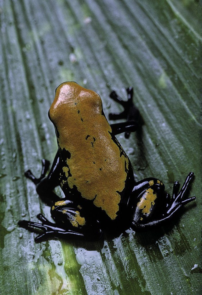 Detail of Adelphobates galactonotus (splash-backed poison frog) by Corbis