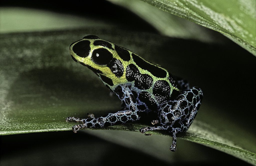 Detail of Ranitomeya imitator (mimic poison frog) by Anonymous