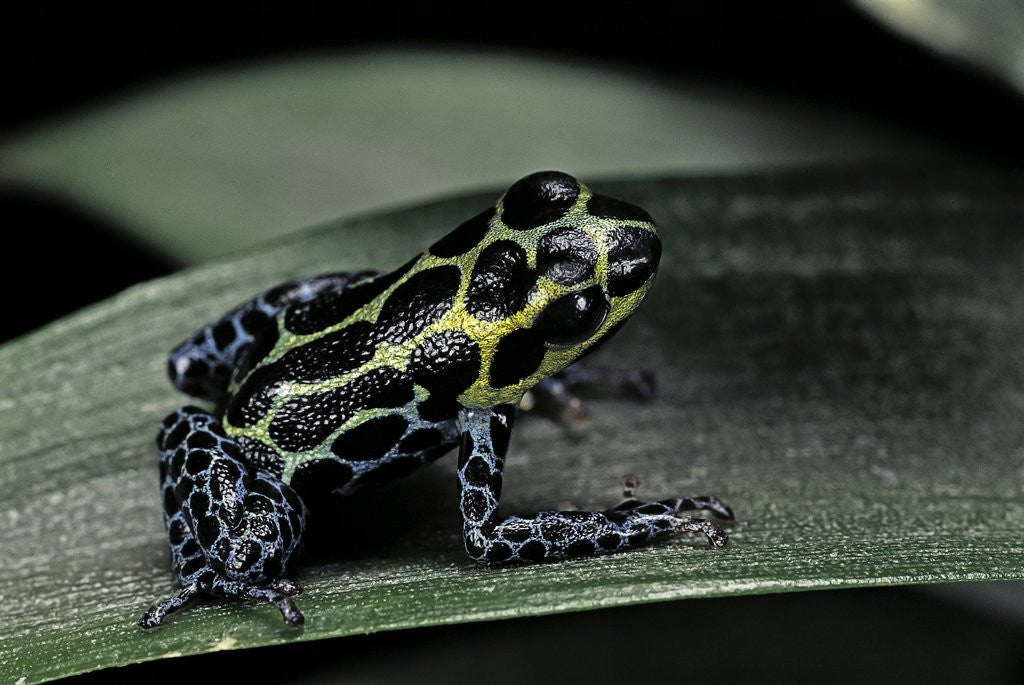 Detail of Ranitomeya imitator (mimic poison frog) by Anonymous