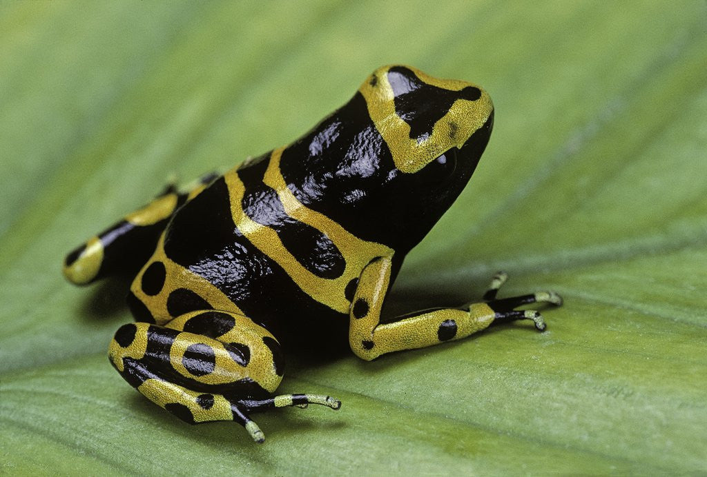 Detail of Dendrobates leucomelas (yellow-banded poison dart frog) by Corbis
