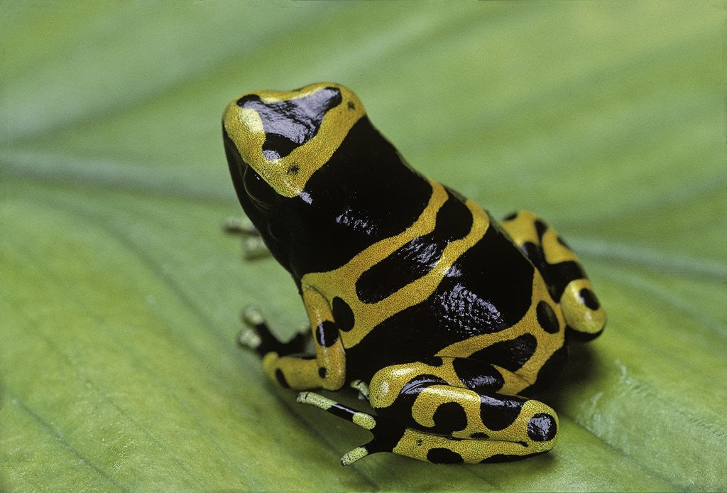 Detail of Dendrobates leucomelas (yellow-banded poison dart frog) by Anonymous