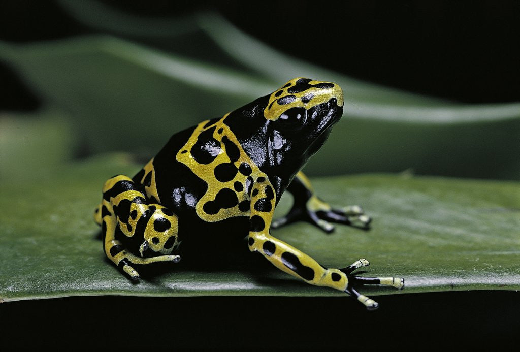 Detail of Dendrobates leucomelas (yellow-banded poison dart frog) by Anonymous