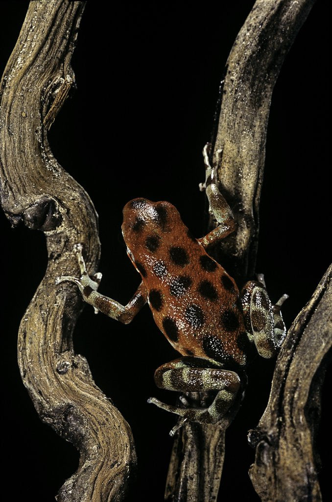 Detail of Oophaga pumilio f. bastimentos (strawberry poison-dart frog) by Anonymous