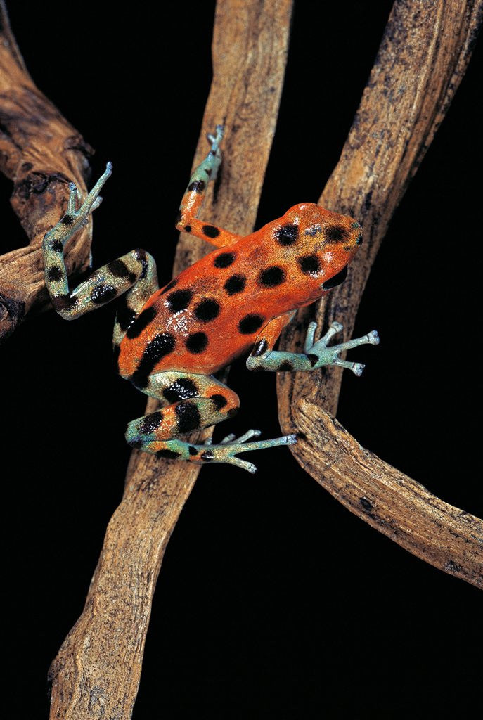 Detail of Oophaga pumilio f. bastimentos (strawberry poison-dart frog) by Anonymous