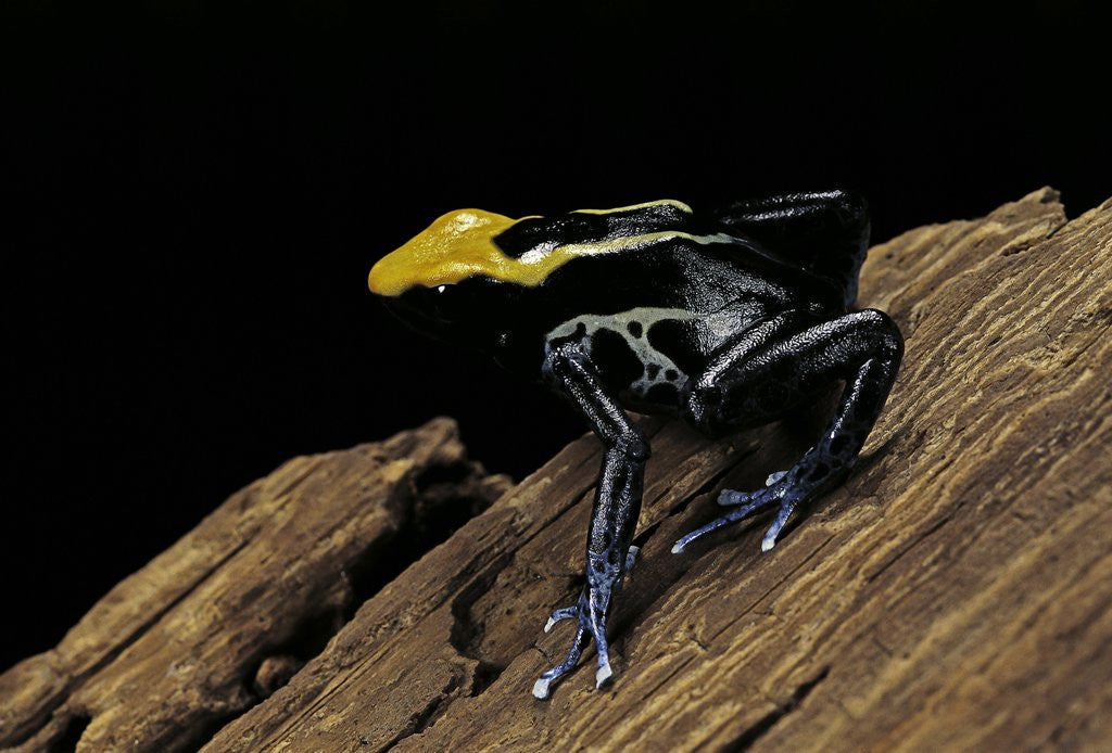 Detail of Dendrobates tinctorius f. brazil (dyeing poison dart frog) by Corbis