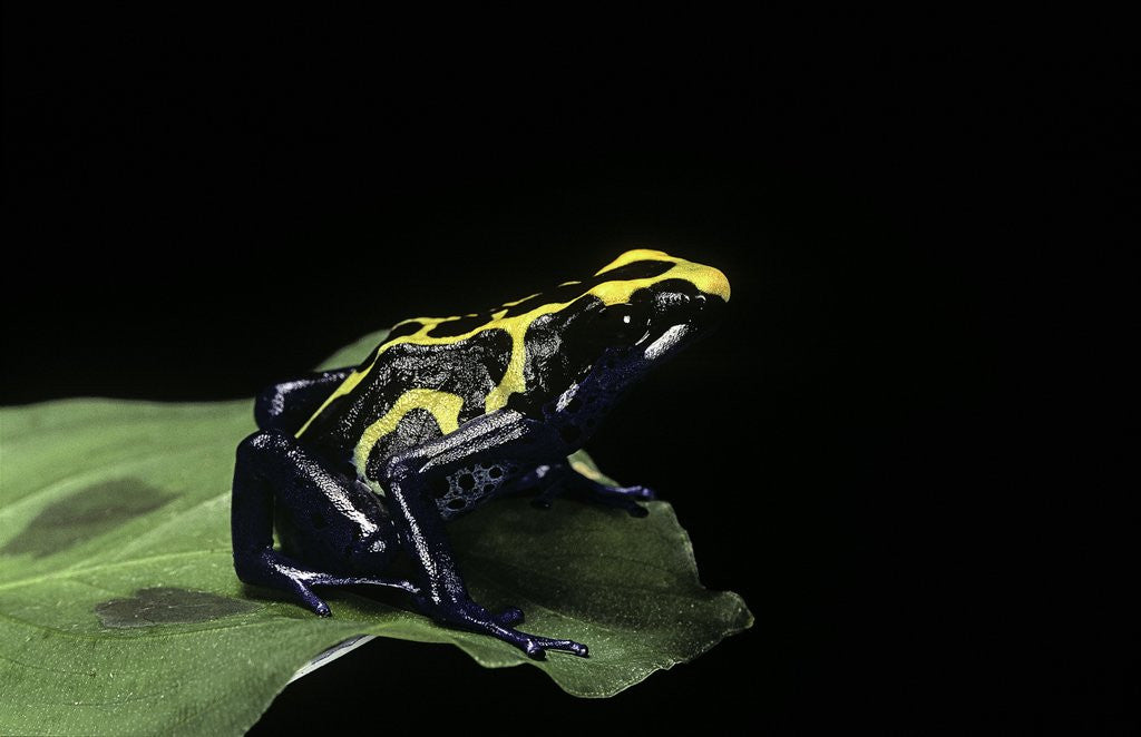 Detail of Dendrobates tinctorius (dyeing poison dart frog) by Corbis