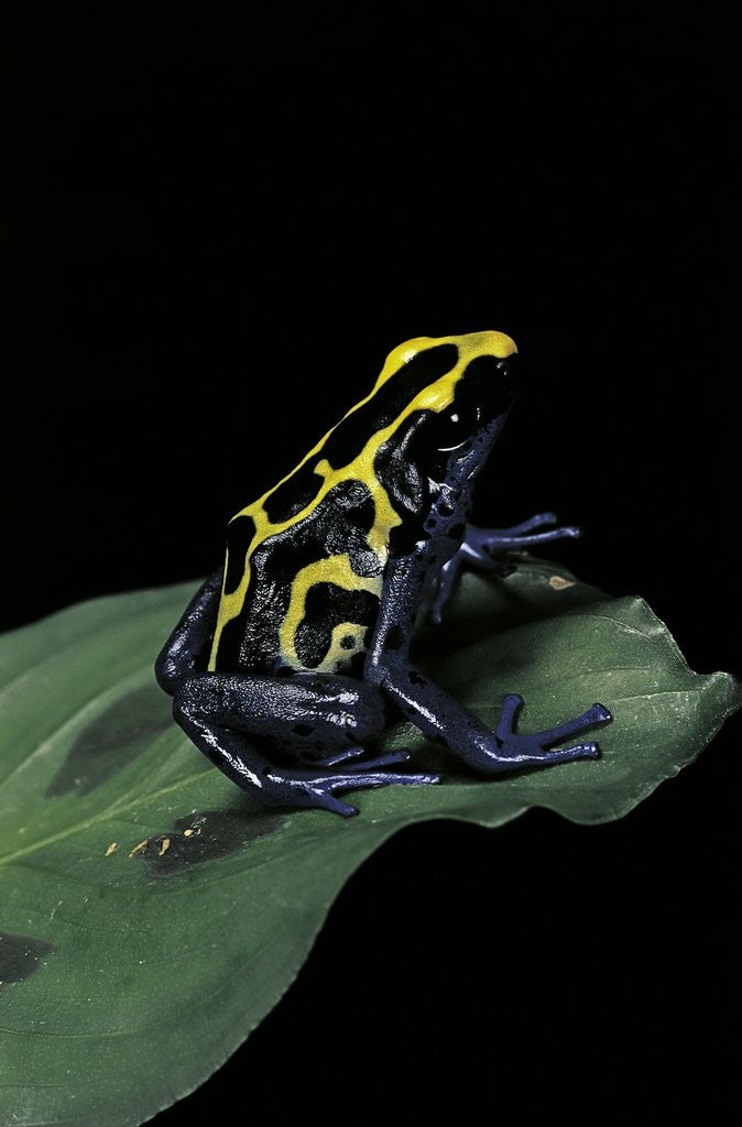Detail of Dendrobates tinctorius (dyeing poison dart frog) by Anonymous