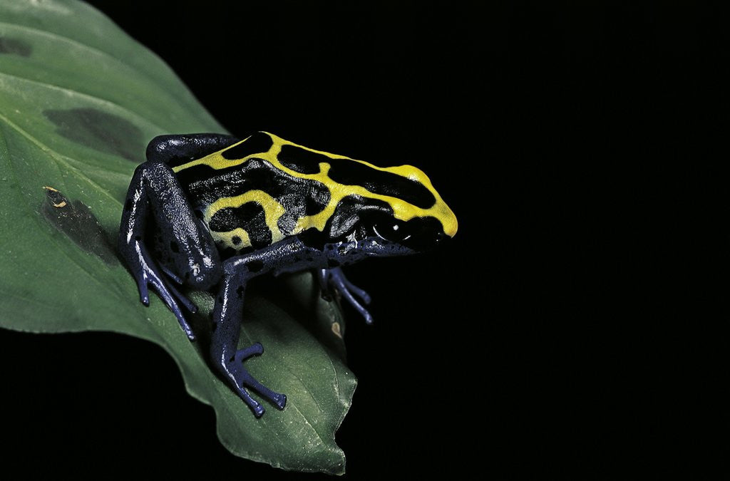 Detail of Dendrobates tinctorius (dyeing poison dart frog) by Corbis