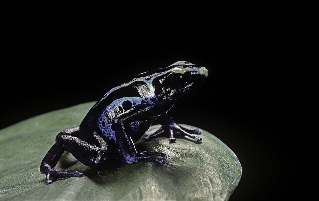 Detail of Dendrobates tinctorius f. agreja (dyeing poison dart frog) by Anonymous