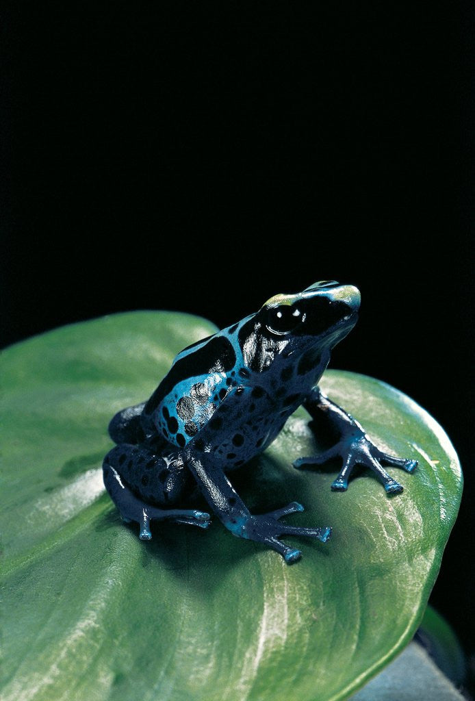 Detail of Dendrobates tinctorius f. agreja (dyeing poison dart frog) by Anonymous
