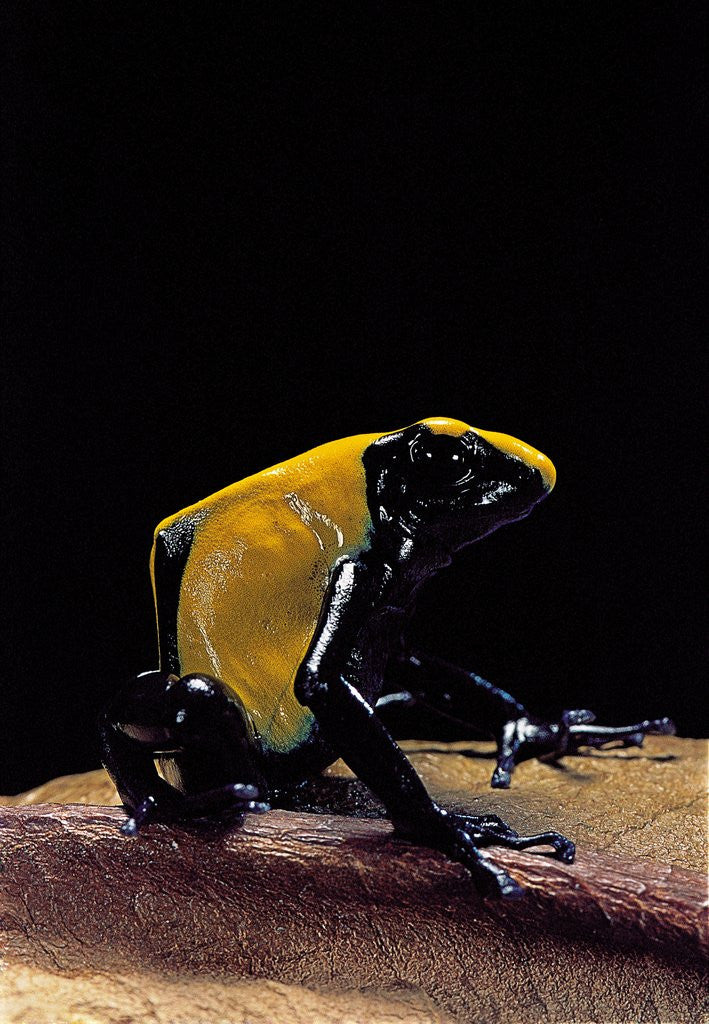 Detail of Dendrobates tinctorius f. citronella (dyeing poison dart frog) by Anonymous