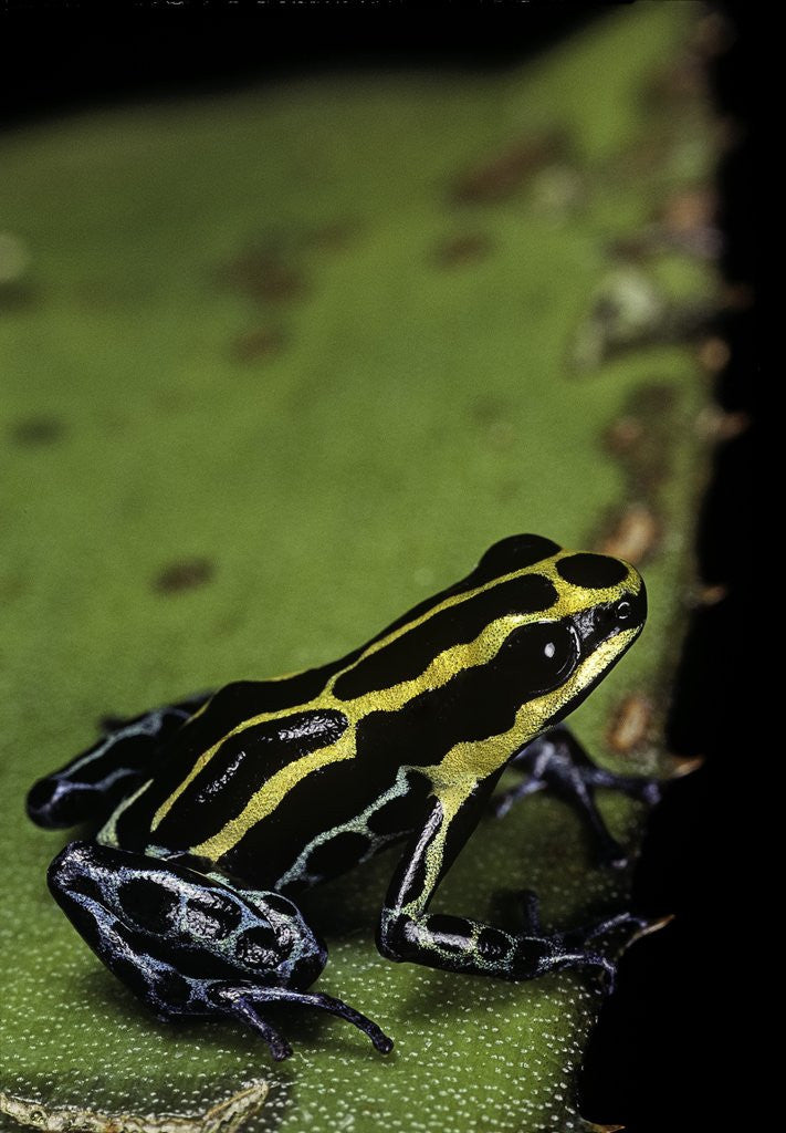 Detail of Ranitomeya ventrimaculata (reticulated poison frog) by Corbis