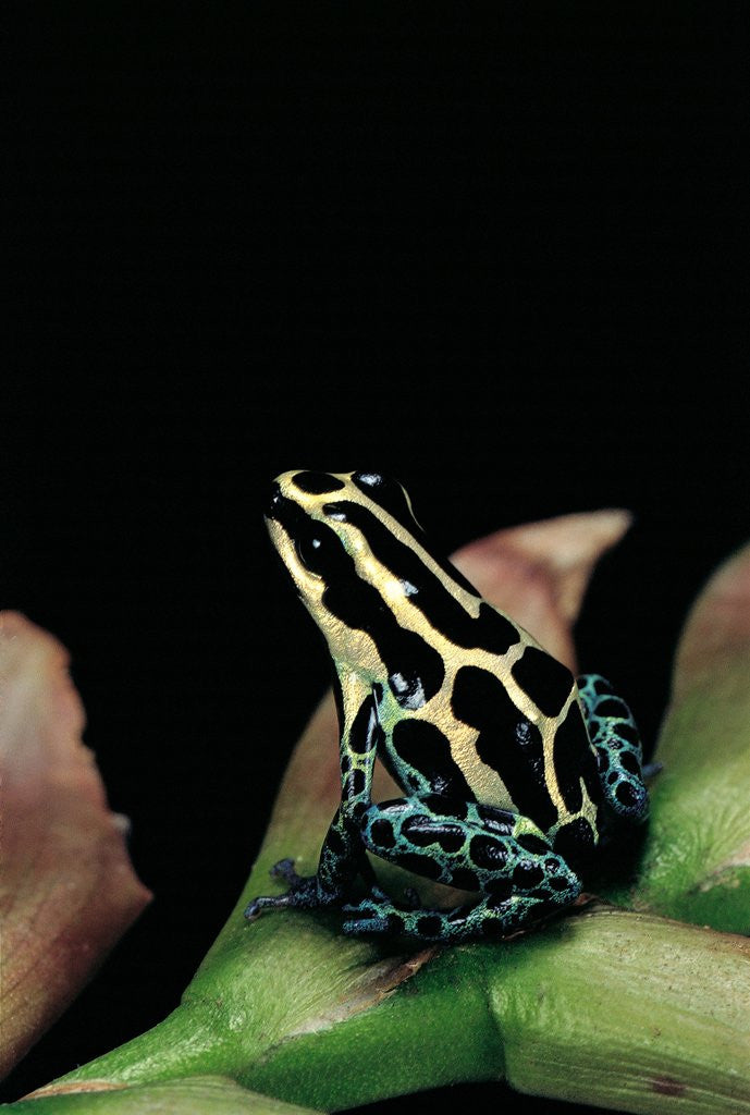 Detail of Ranitomeya ventrimaculata (reticulated poison frog) by Corbis