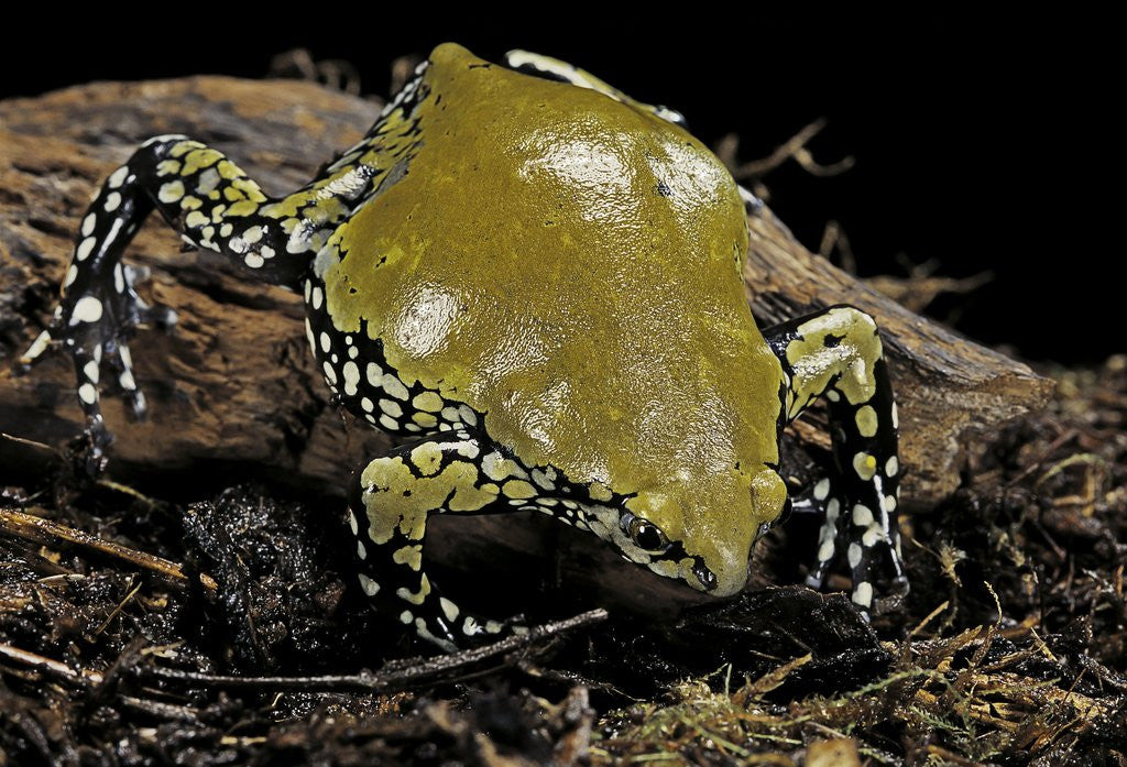 Dermatonotus muelleri (Muller's termite frog) by Corbis