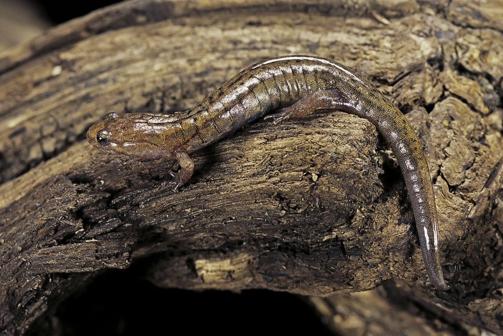 Detail of Desmognathus fuscus (northern dusky salamander) by Anonymous