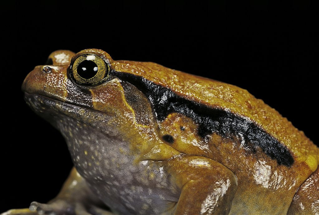 Detail of Dyscophus guineti (false tomato frog) by Anonymous