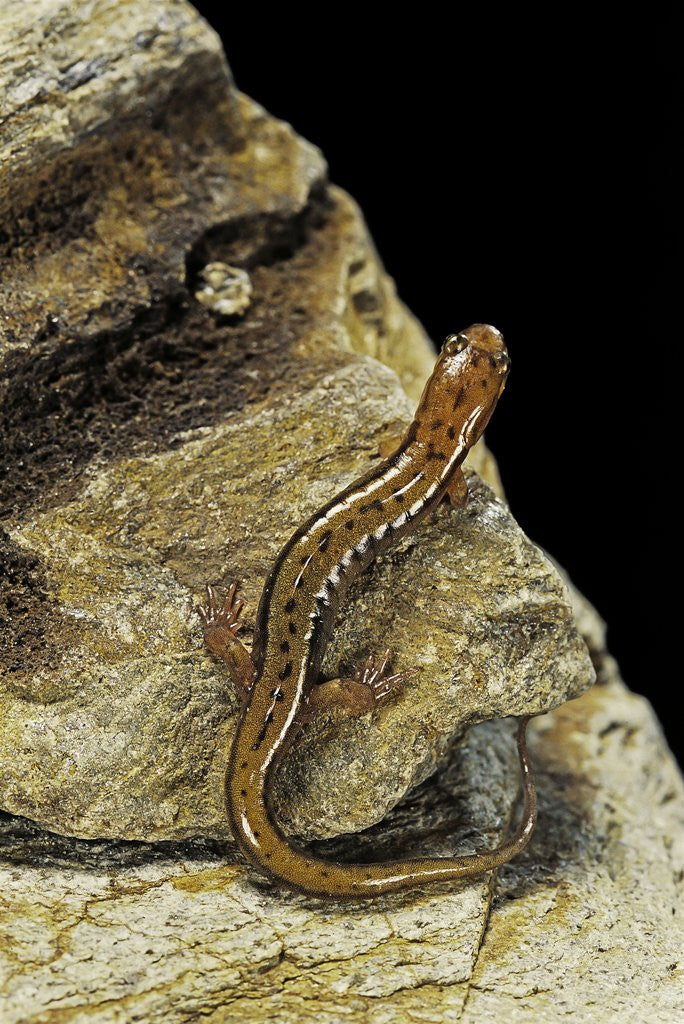 Detail of Eurycea bislineata (northern two-lined salamander) by Corbis