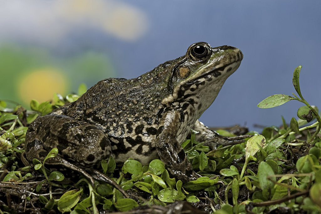 Detail of edible frog by Anonymous