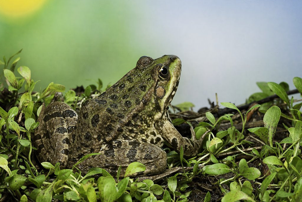Detail of edible frog by Anonymous
