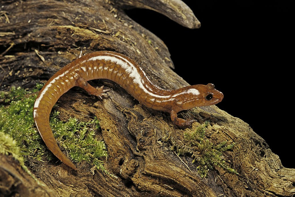 Detail of Gyrinophilus porphyriticus (spring salamander) by Anonymous