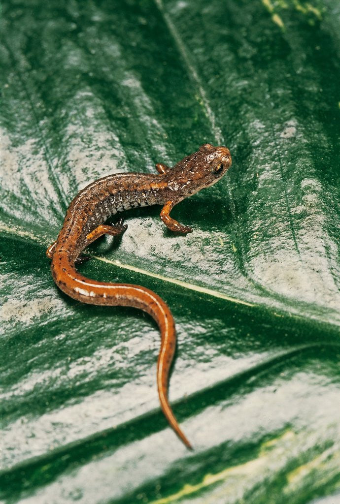 Detail of Hemidactylium scutatum (four-toed salamander) by Anonymous