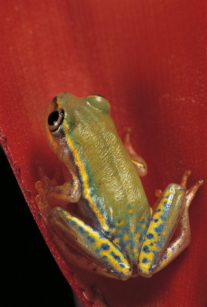 Detail of Heterixalus betsileo (Betsileo reed frog) by Anonymous