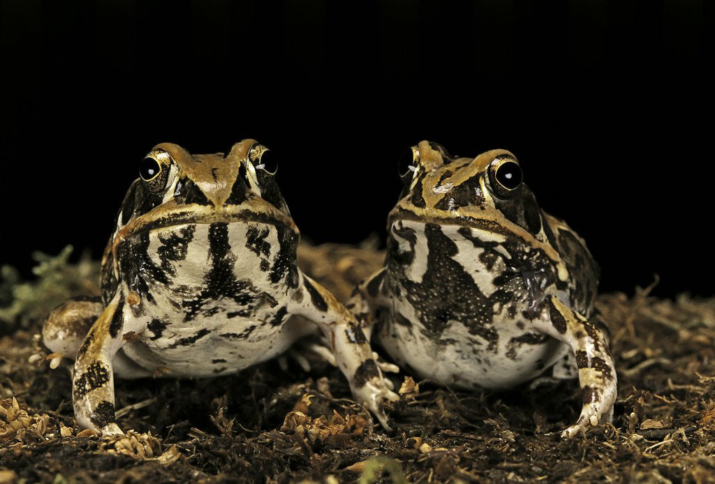 Detail of Hildebrandtia ornata (ornate frog) by Anonymous
