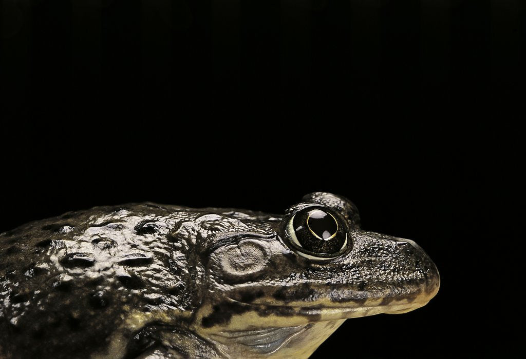 Detail of Hoplobatrachus occipitalis (crowned bullfrog) by Anonymous