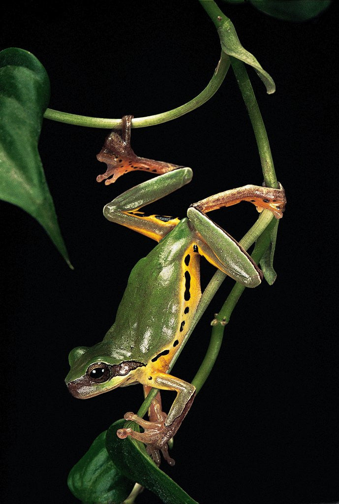 Detail of Hyla chinensis (Chinese tree toad) by Anonymous