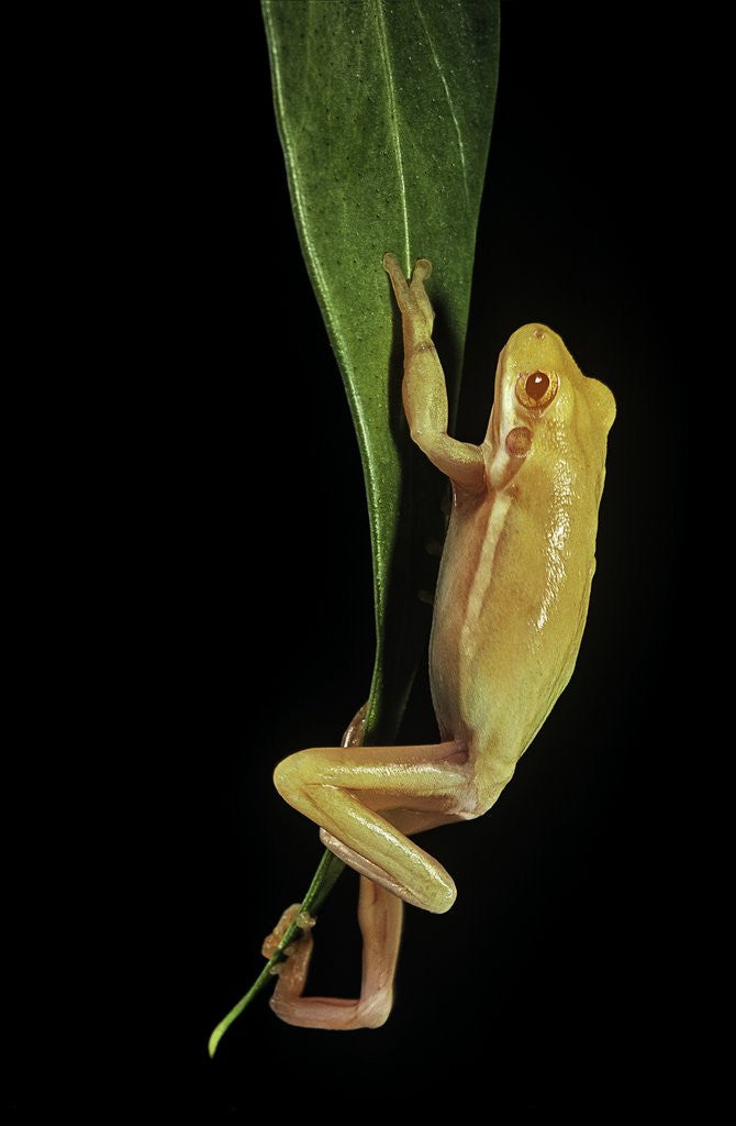 Detail of Hyla cinerea albino (American green tree frog) by Anonymous