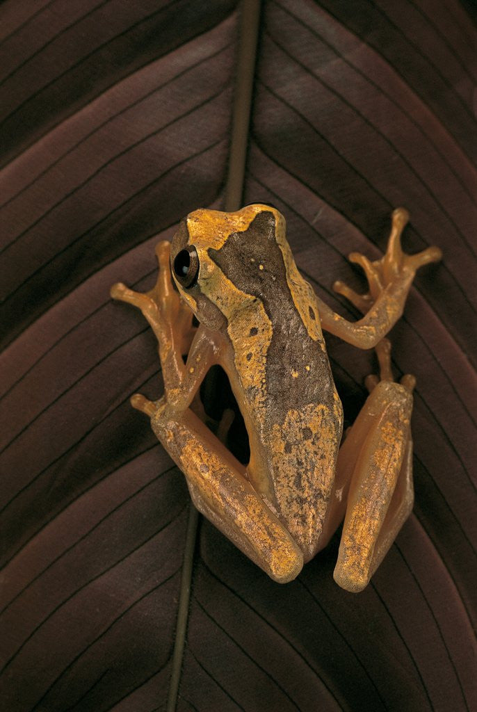 Detail of Dendropsophus ebraccatus (hourglass treefrog) by Corbis
