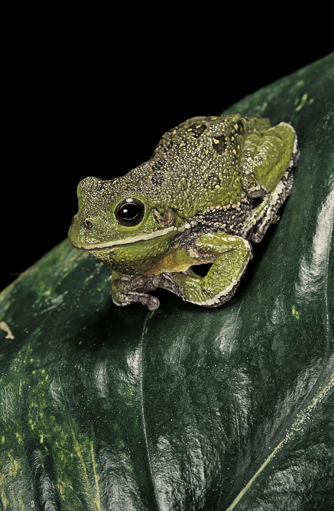 Detail of Hyla gratiosa (barking treefrog) by Anonymous
