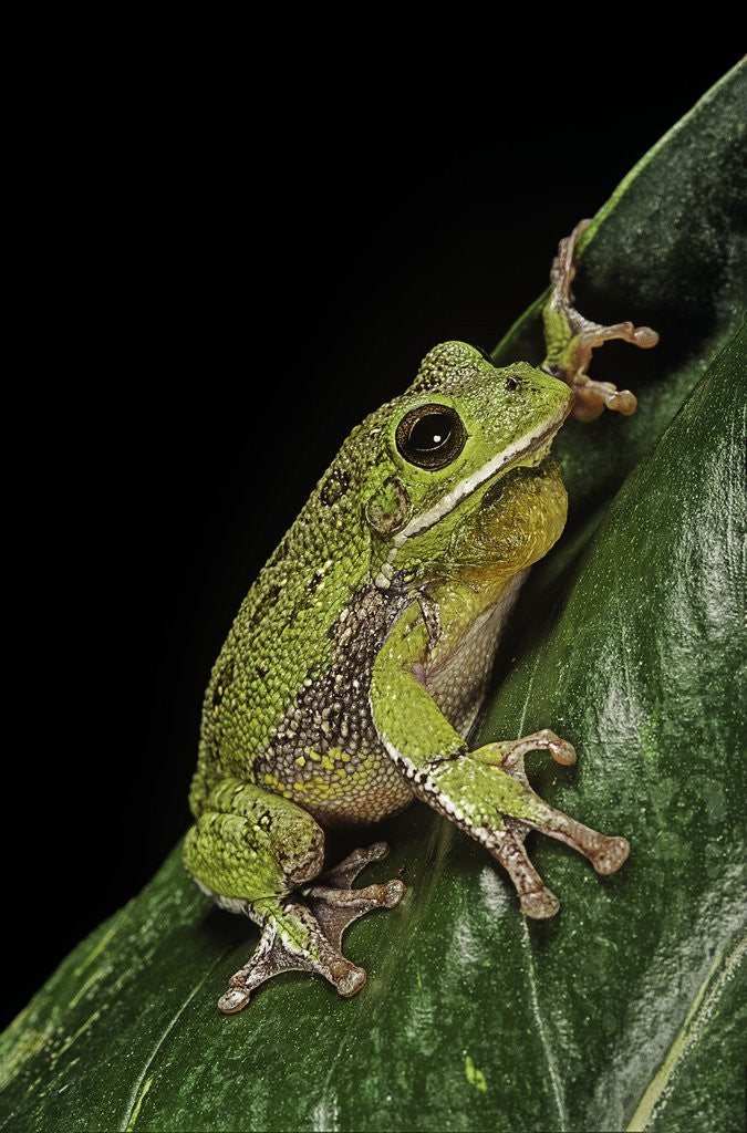 Detail of Hyla gratiosa (barking treefrog) by Anonymous