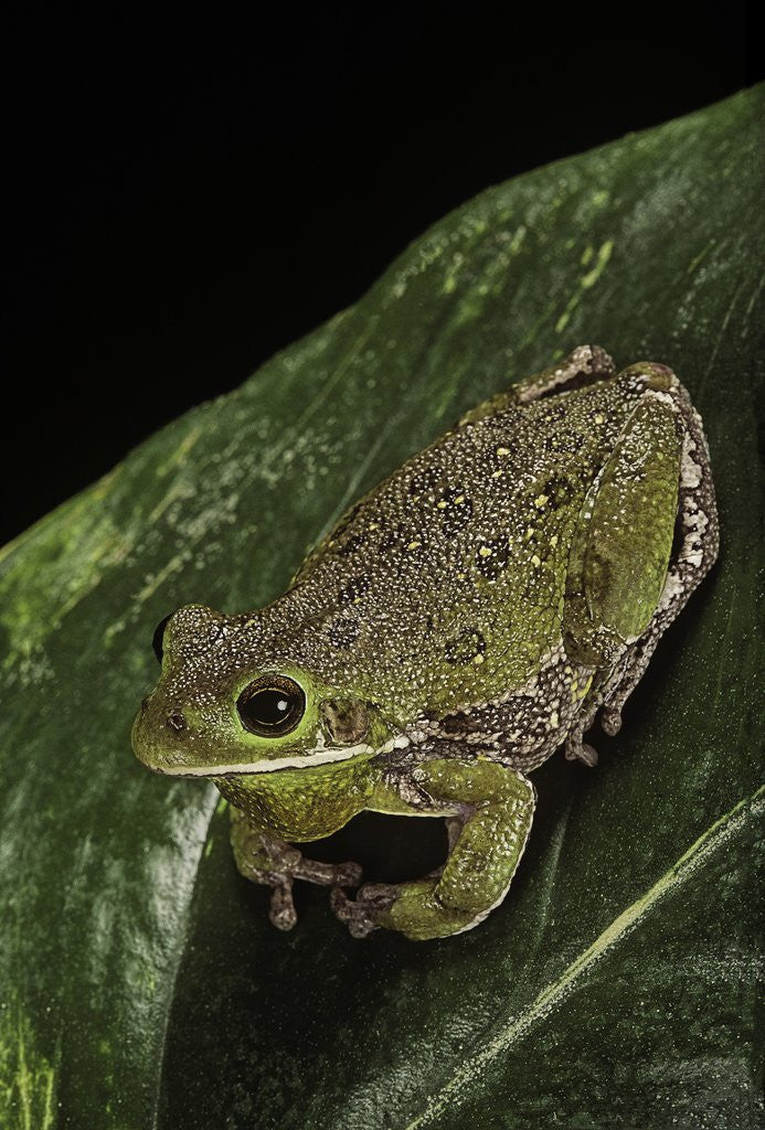 Detail of Hyla gratiosa (barking treefrog) by Anonymous