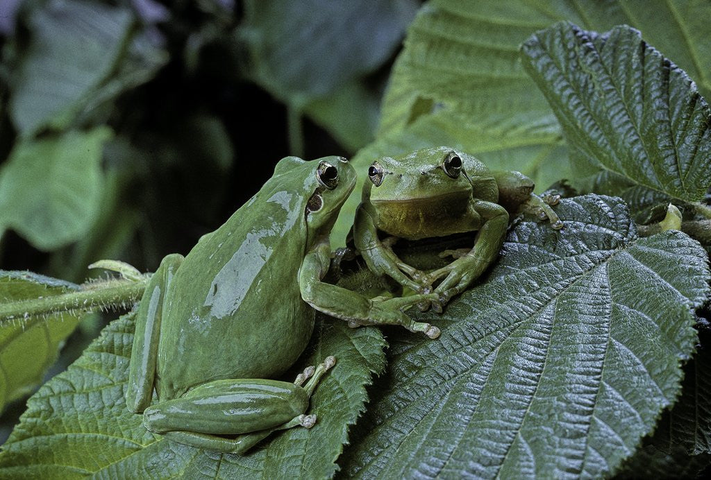 Detail of Hyla meridionalis (Mediterranean tree frog) - pair by Corbis