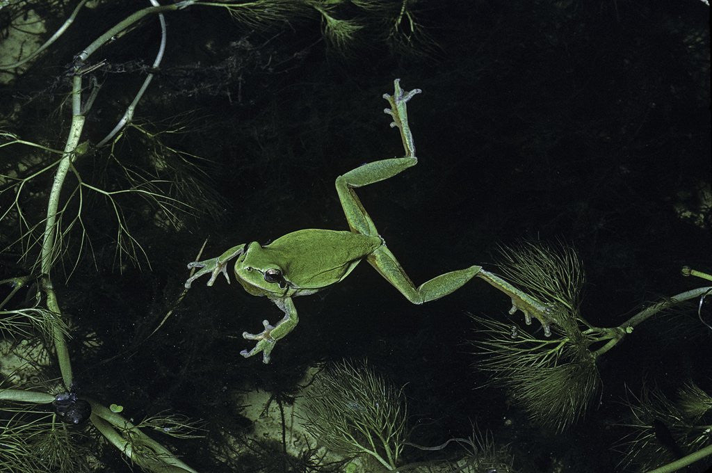 Detail of Hyla meridionalis (Mediterranean tree frog) - in water by Anonymous