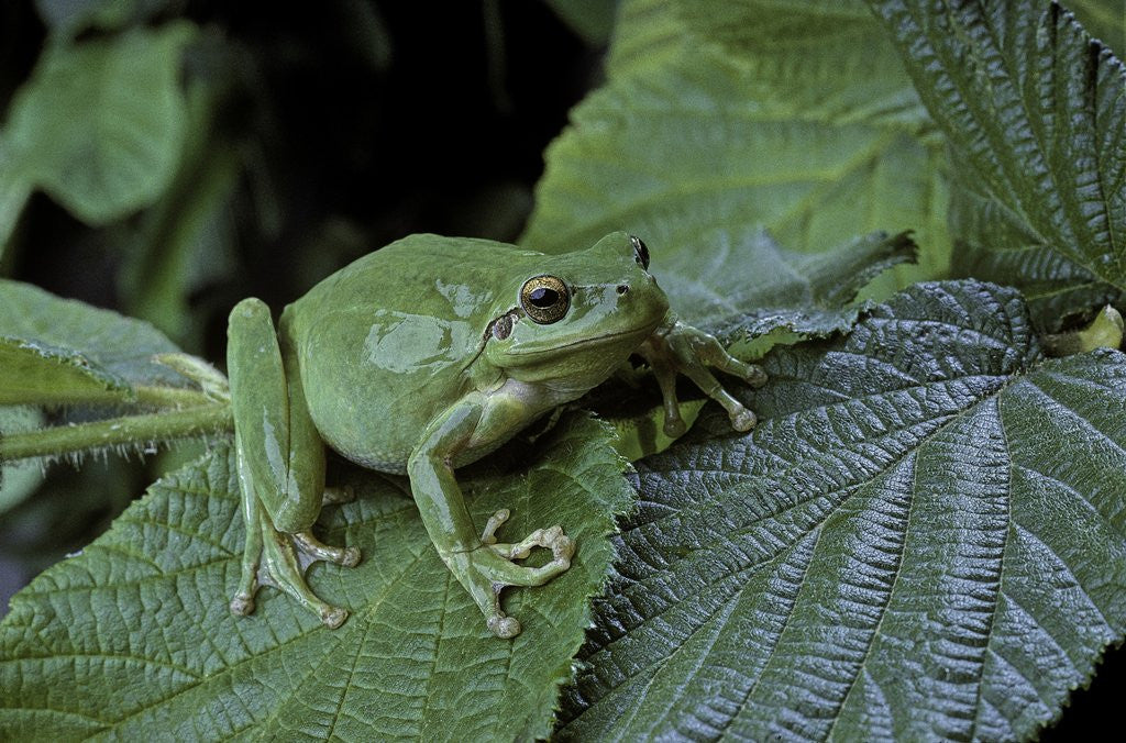 Detail of Hyla meridionalis (Mediterranean tree frog) - in a tree by Anonymous