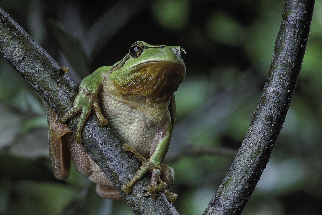 Detail of Hyla meridionalis (Mediterranean tree frog) - in a tree by Anonymous