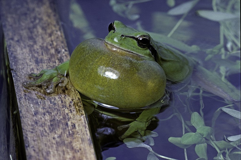 Detail of Hyla meridionalis (Mediterranean tree frog) by Anonymous