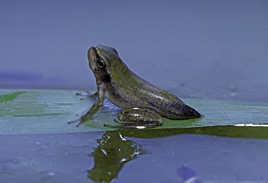 Detail of Hyla meridionalis (Mediterranean tree frog) - young with tail stump by Anonymous