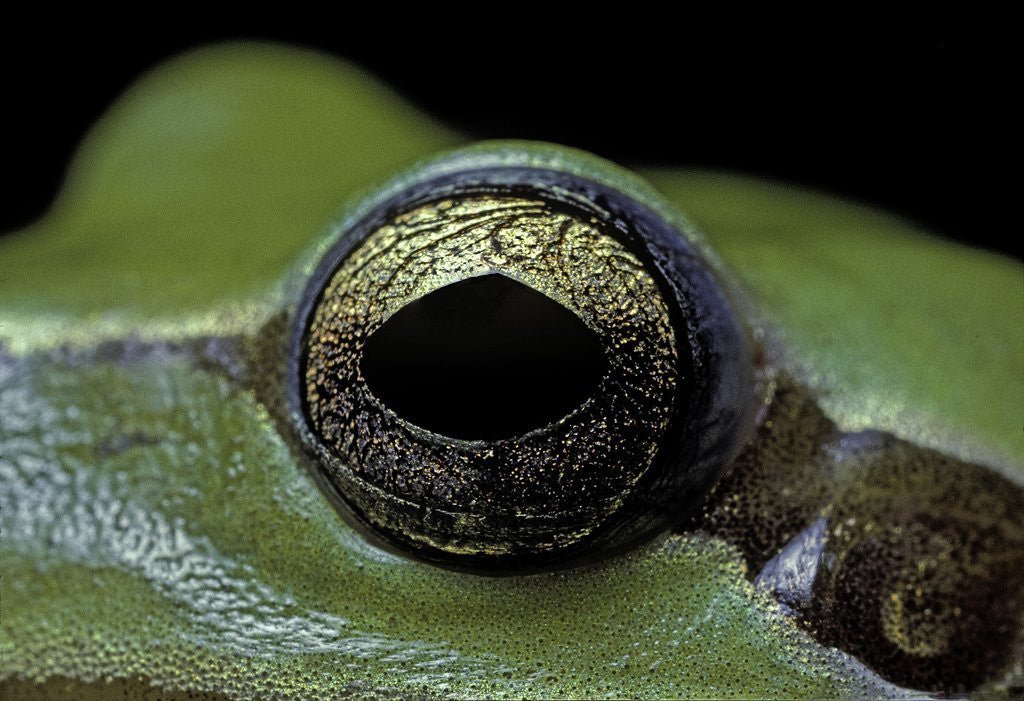 Detail of Hyla meridionalis (Mediterranean tree frog) - eye by Anonymous