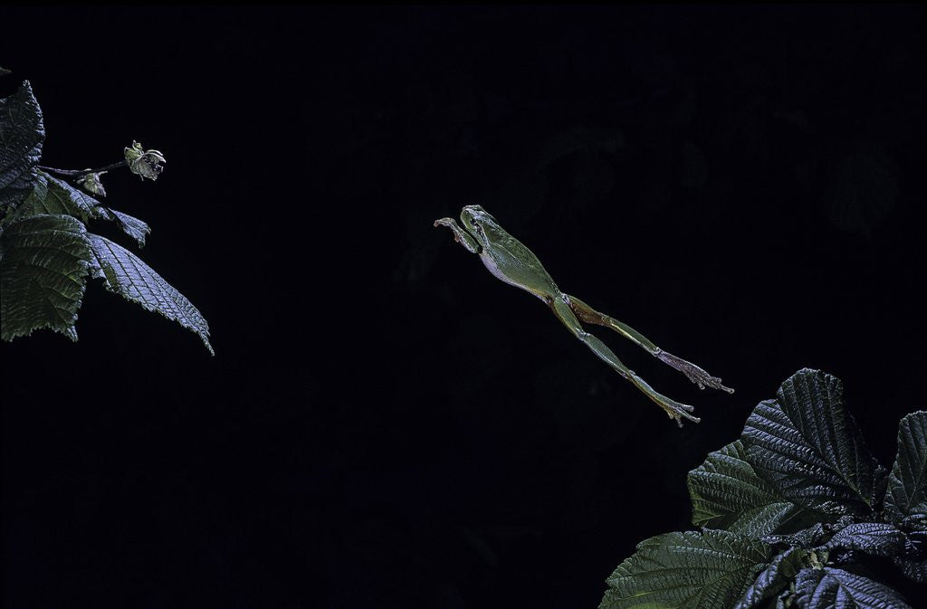 Detail of Hyla meridionalis (Mediterranean tree frog) - leaping by Anonymous