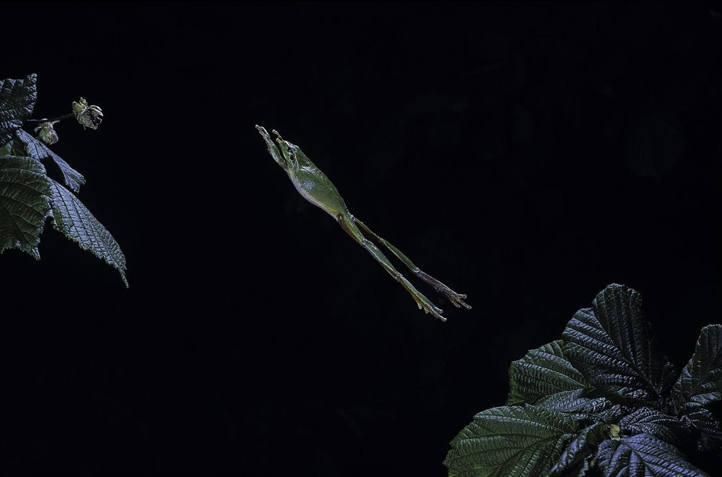 Detail of Hyla meridionalis (Mediterranean tree frog) - leaping by Anonymous