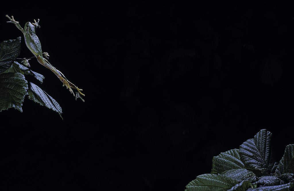 Detail of Hyla meridionalis (Mediterranean tree frog) - leaping by Anonymous